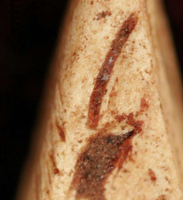 Magnified view of needle tip with marks of red ochre.